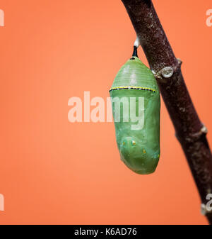 Farfalla monarca crisalide o pupa attaccato ad un ramo milkweed. closeup con copia spazio. Foto Stock