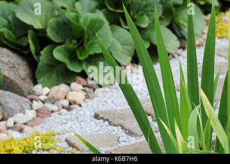 Percorso di ghiaia in giardino con bergenia e iris in aiuola . Foto Stock