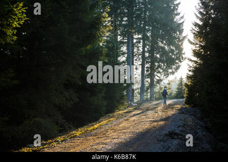 La donna gli escursionisti a piedi su una strada di montagna, sole che splende attraverso gli alberi, godendo di solitudine. Uno stile di vita attivo, nel selvaggio e nel concetto di luce. Foto Stock