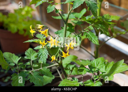 Primo piano di fiori gialli su pianta di pomodoro che crescono in una serra in primavera Inghilterra Regno Unito GB Gran Bretagna Foto Stock