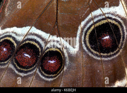 Blue morpho butterfly, morpho peleides, occhio macchie sulla parte inferiore delle ali Foto Stock