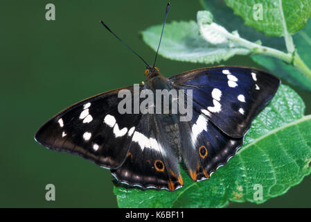 Viola imperatore butterfly, apatura iris, maschio, UK, adulto, alette aperte che mostra irridescent colore parafango e eye spot, blu Foto Stock