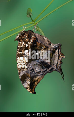 Leafwing in marmo o in argento leafwing chiodati butterfly, hypna Clitennestra, sud america, appeso sul gambo della pianta, marrone ali modellato, neotropical Foto Stock