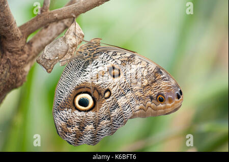 Farfalla civetta, caligo eurilochus, America centrale e sud america, foresta pluviale, giungla, eye spot, modellato ali, criptico di mimetizzazione Foto Stock