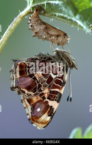 Mappa butterfly, araschnia levana, specie europee, prima molla covata, colorazione arancione, cova per adulti da crisalidi, la metamorfosi, Ortica Foto Stock