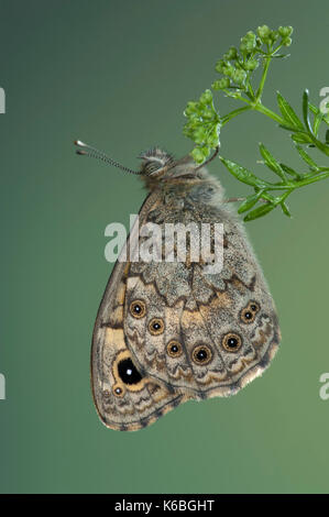 Parete butterfly, lasiommata megera, Kent REGNO UNITO, appoggiato su un arbusto, lato inferiore delle ali, eye spot Foto Stock
