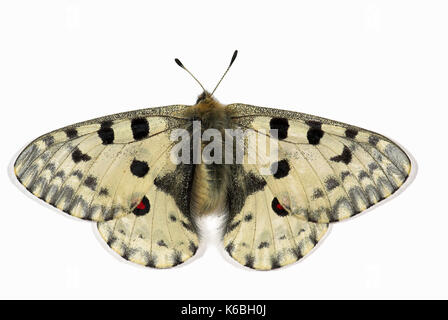 Apollo butterfly, Parnassius apollo, classificati come vulnerabili (vu - a1CDE) sulla lista rossa IUCN 2002 ed elencate nell'appendice II della CITES, impostare campione Foto Stock