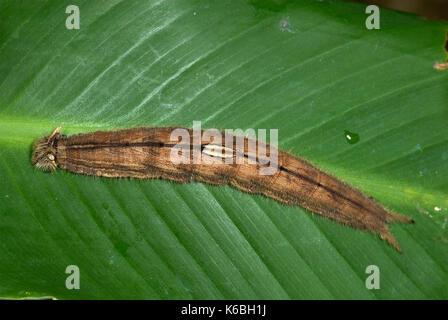 Specie caligo butterfly caterpillar, appoggiati lungo il dorso di foglia di banano pianta, marrone, farfalla civetta Foto Stock