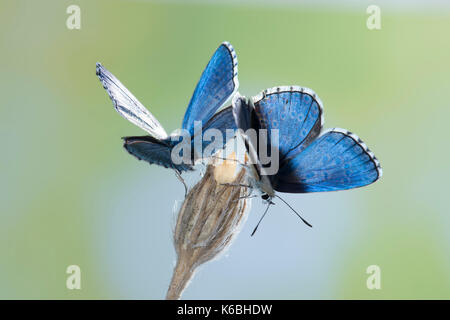 Adonis blue butterfly, lysandra bellargus, Regno Unito, coppia insieme perhced sul gambo di fioritura Foto Stock