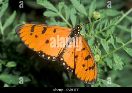 Bruno coster butterfly, acraea terpsicore, India, alette aperte Foto Stock