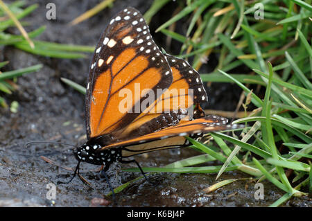 Farfalla monarca, danaus plexippus, el rosario riserva naturale, beveva al torrente, acqua, lifecycle metamorfosi arancione ala pattern Foto Stock