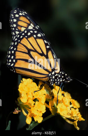 Farfalla monarca (danaus plexippus) - su flowerhead giallo, arancio con macchie bianche lifecycle, metamorfosi ali di pattern Foto Stock