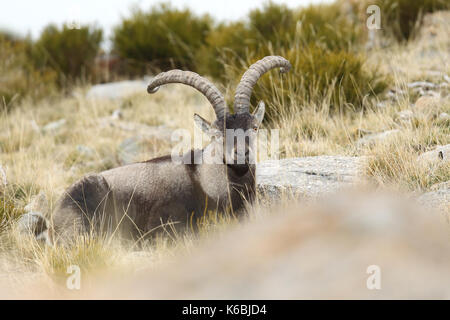 Ibex spagnolo - Stagione di accoppiamento Foto Stock