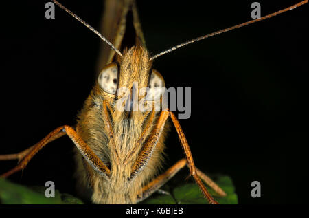 Verde scuro, fritillary argynnis aglaga, butterfly, adulto, testa sulla vista che mostra occhi composti e l'antenna, macro, tecnica fotografica Foto Stock