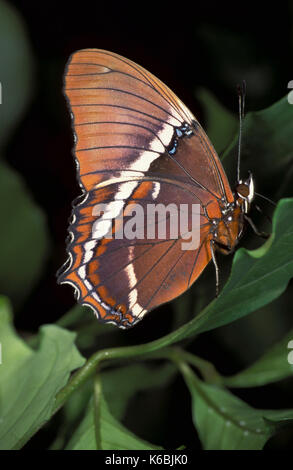 Epaphus spiroeta butterfly, marrone pagina di bambù, vista laterale delle ali, che mostra marrone e bande bianche Foto Stock