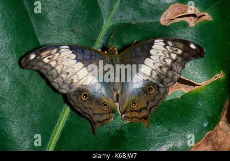 Cruiser butterfly, vindula dejone, in appoggio sulla lamina con ali aperte, blu colori verde e eye spot, femmina Foto Stock