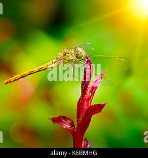 Grandi dragonfly illuminata dal sole Foto Stock