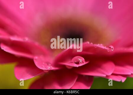 Close up fiore macro immagine fotografia di acqua delle gocce di pioggia sulla pink gerbera margherita con sfocatura dello sfondo del petalo e spazio di copia Foto Stock