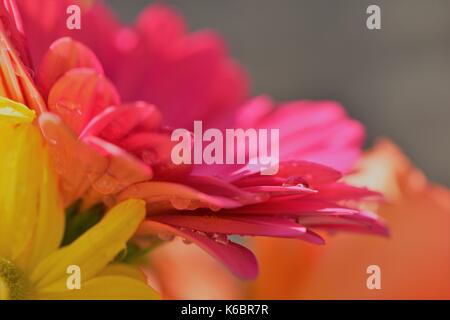 Pink gerbera daisy petali di fiori con gocce di pioggia e l'acqua scende, macro close up fotografia floreale con blur sullo sfondo e spazio Foto Stock