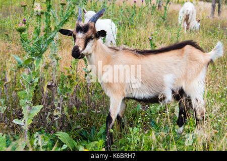 Kinder capra mangia la capra kinder sorge nel campo. Foto Stock