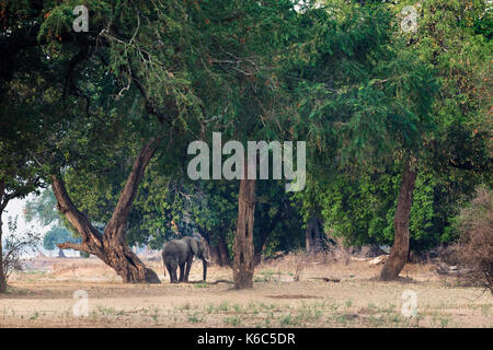 Elephant camminando in albida di Acacia di foresta in Mana Pools, Zimbabwe Foto Stock