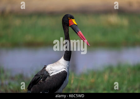 Sella fatturati stork pesca nel Fiume Kwai, Botswana Foto Stock