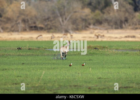 Lechwe rosso (kobus leche) in marsh, Okavango Delta, kwai, Botswana Foto Stock