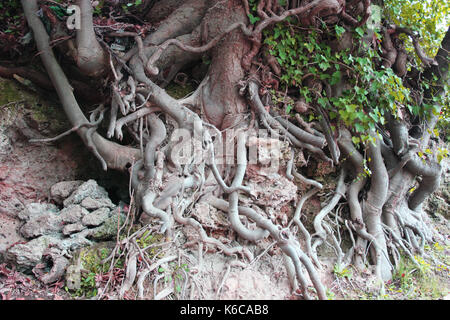 Grande albero radici in foresta Foto Stock