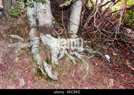 Le radici di un grande albero nella foresta Foto Stock