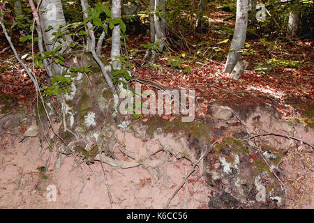 Molto grande albero radici in foresta Foto Stock