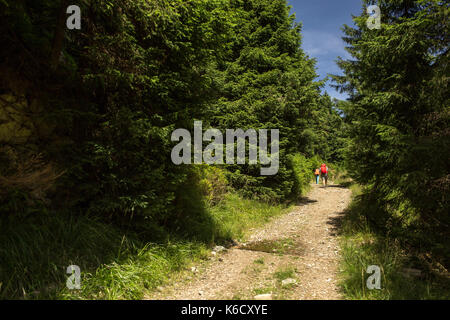 Persone escursionismo - passando attraverso una bella foresta alpina percorso Foto Stock