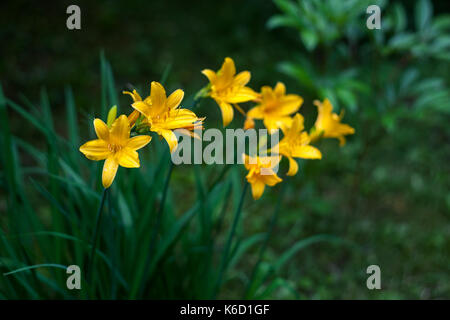 Daylilies giallo. hemerocallis lilioasphodelus. natural sfocato sfondo verde scuro. Foto Stock