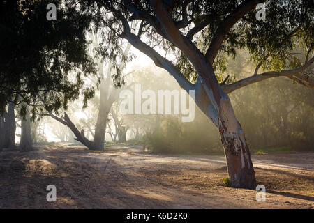 Nebbia mattutina lungo il viale alberato rive del fiume Murray. Foto Stock