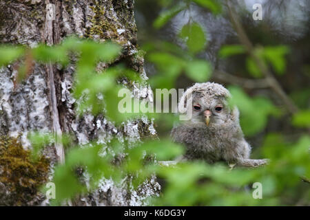 I capretti Ural Allocco (Strix uralensis) in Estonia, Europa Foto Stock