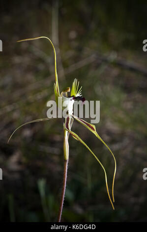 Inoltre conoscere come un ragno Orchid, questo esemplare è stato fotografato in western Victoria. Foto Stock