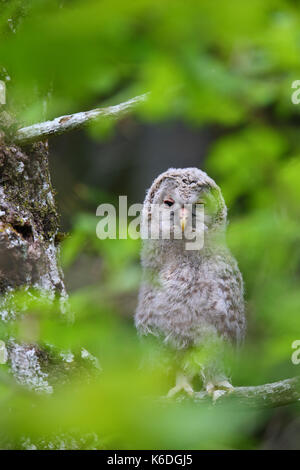 I capretti Ural Allocco (Strix uralensis) in Estonia, Europa Foto Stock