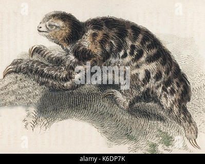 Bradypus pygmaeus Foto Stock