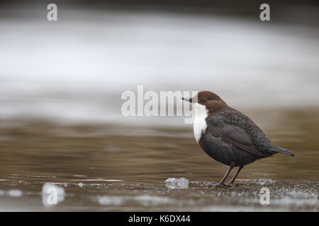 Bianco-throated bilanciere (Cinclus cinclus). Europa Foto Stock