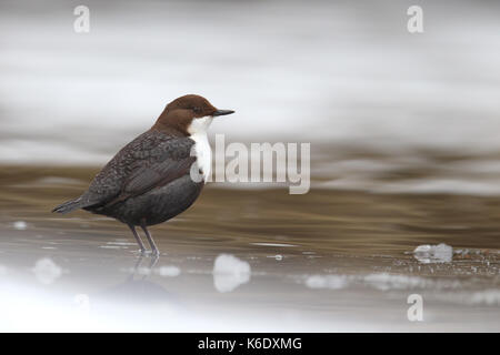 Bianco-throated bilanciere (Cinclus cinclus). Europa Foto Stock