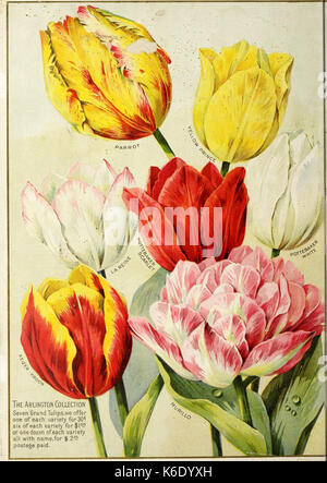 Catalogo delle lampadine di autunno, semi e piante piccole (16386420329) Foto Stock
