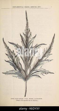 Catalogo descrittivo di alberi ornamentali, arbusti, rose, piante fiorite, &c (16571729835)