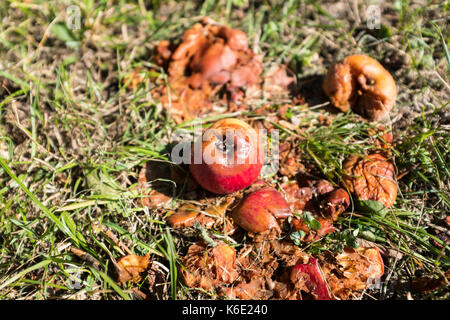 Le mele su un prato in autunno Foto Stock