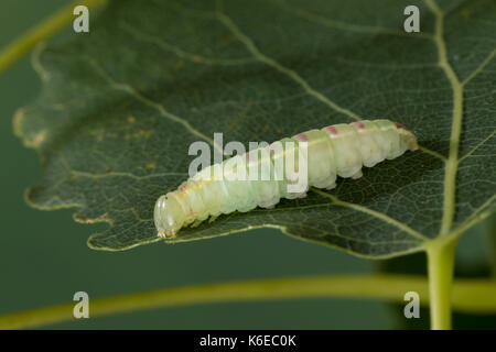 Pappelauen-Zahnspinner, Raupe frisst an Zitterpappel, Gluphisia crenata, marrone marmorizzato crepuscolo, falda marrone marmorizzato crepuscolo, caterpillar, la Crénelée, Zahn Foto Stock