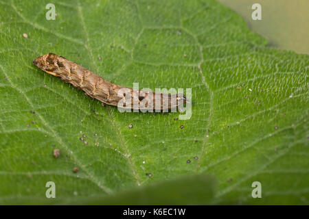 Putris-Erdeule, Putris-Eule, Raupe, Gebüschflur-Bodeneule, Erdeule, Axylia putris, Agrotis putris, Rhyacia putris, Flame, caterpillar, Eulenfalter, No Foto Stock