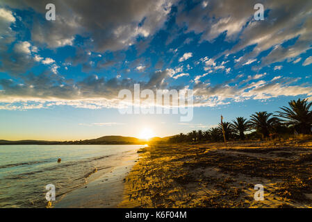 Rami di palme in riva al mare in Sardegna al tramonto Foto Stock