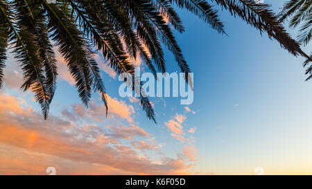 Rami di palme in riva al mare in Sardegna al tramonto Foto Stock