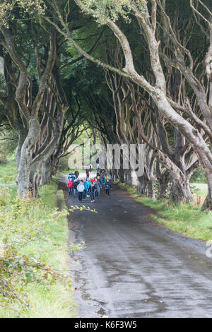 Le siepi scuro su bregagh rd, Ballymoney, Antrim, Irlanda del Nord, un viale di duecento anni di faggi visto nell'hbo serie tv vicino gracía Foto Stock