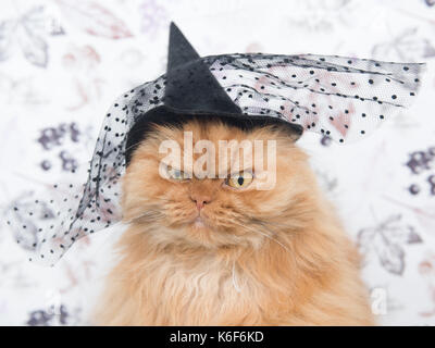 Gatto persiano con witch hat Foto Stock