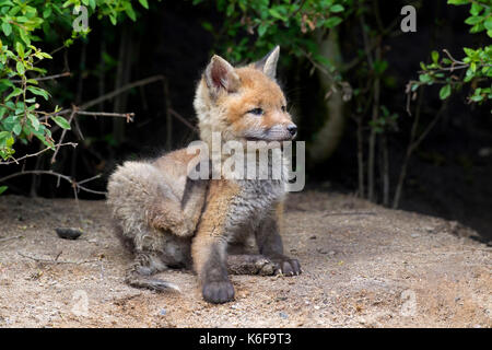 Carino Red Fox (vulpes vulpes) kit di graffiare pelliccia con zampa posteriore Foto Stock