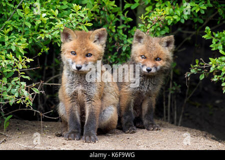 Due simpatici giovani volpi rosse (vulpes vulpes vulpes) emergente dal canneto in primavera Foto Stock